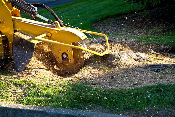 The Steps Involved in Our Tree Care Process in Redondo Beach, CA